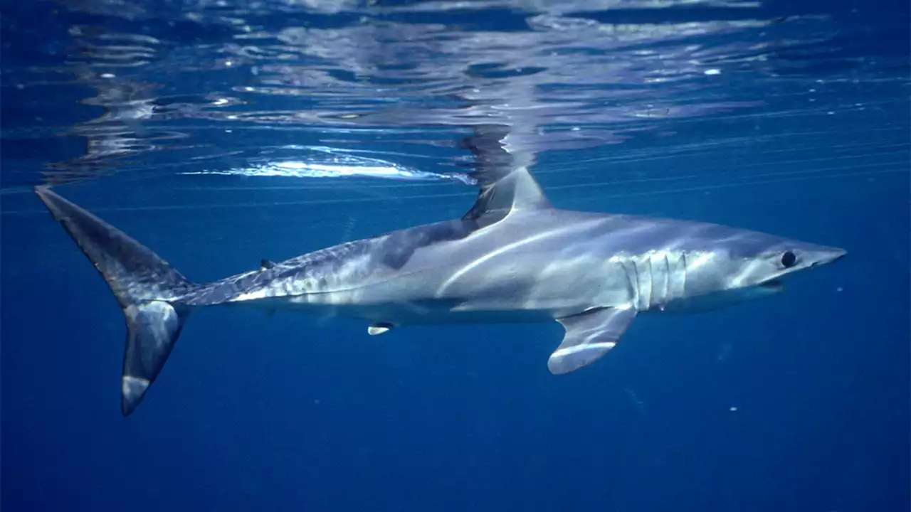 Officials to announce safety measures amid recent shark attacks at Long Island beaches