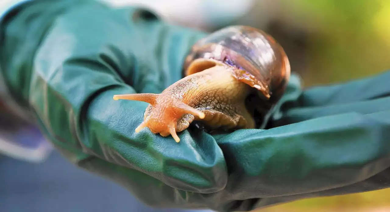 Florida officials catch more than 1,000 ‘of the most damaging snails in the world’