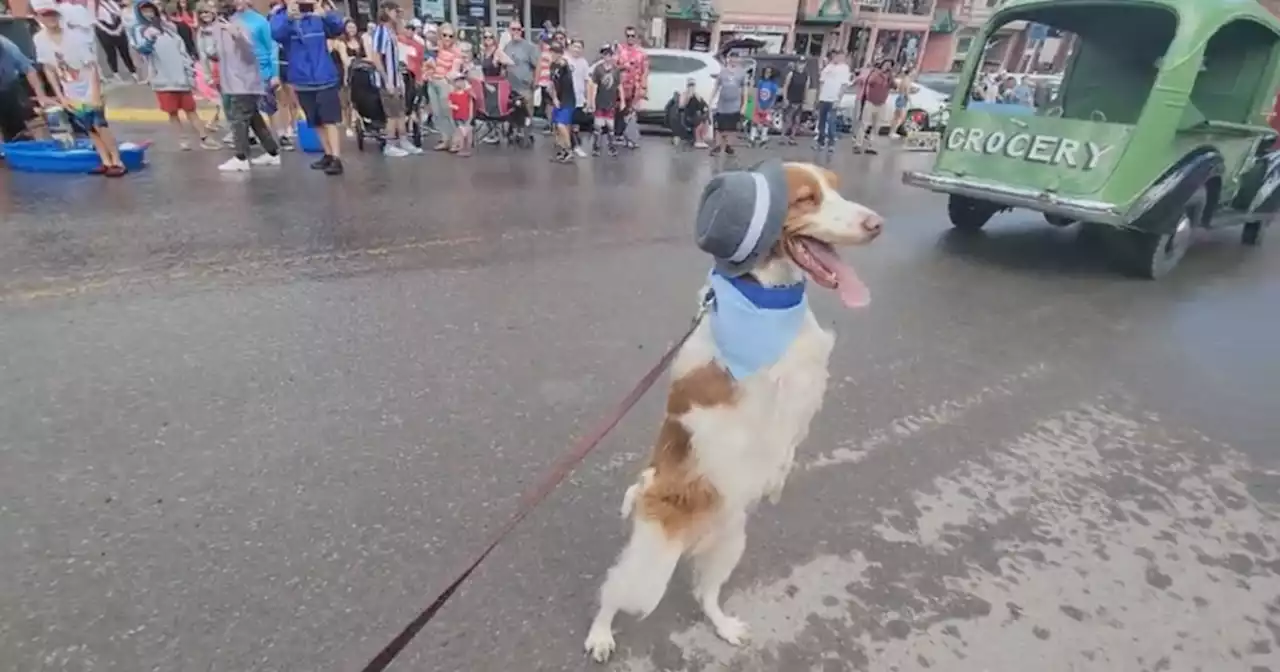 Meet the dog who learned to walk like a human after he was badly injured