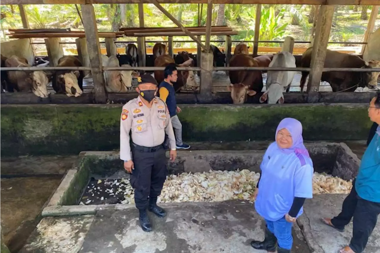 Jumlah hewan kurban di Kabupaten Mukomuko menurun