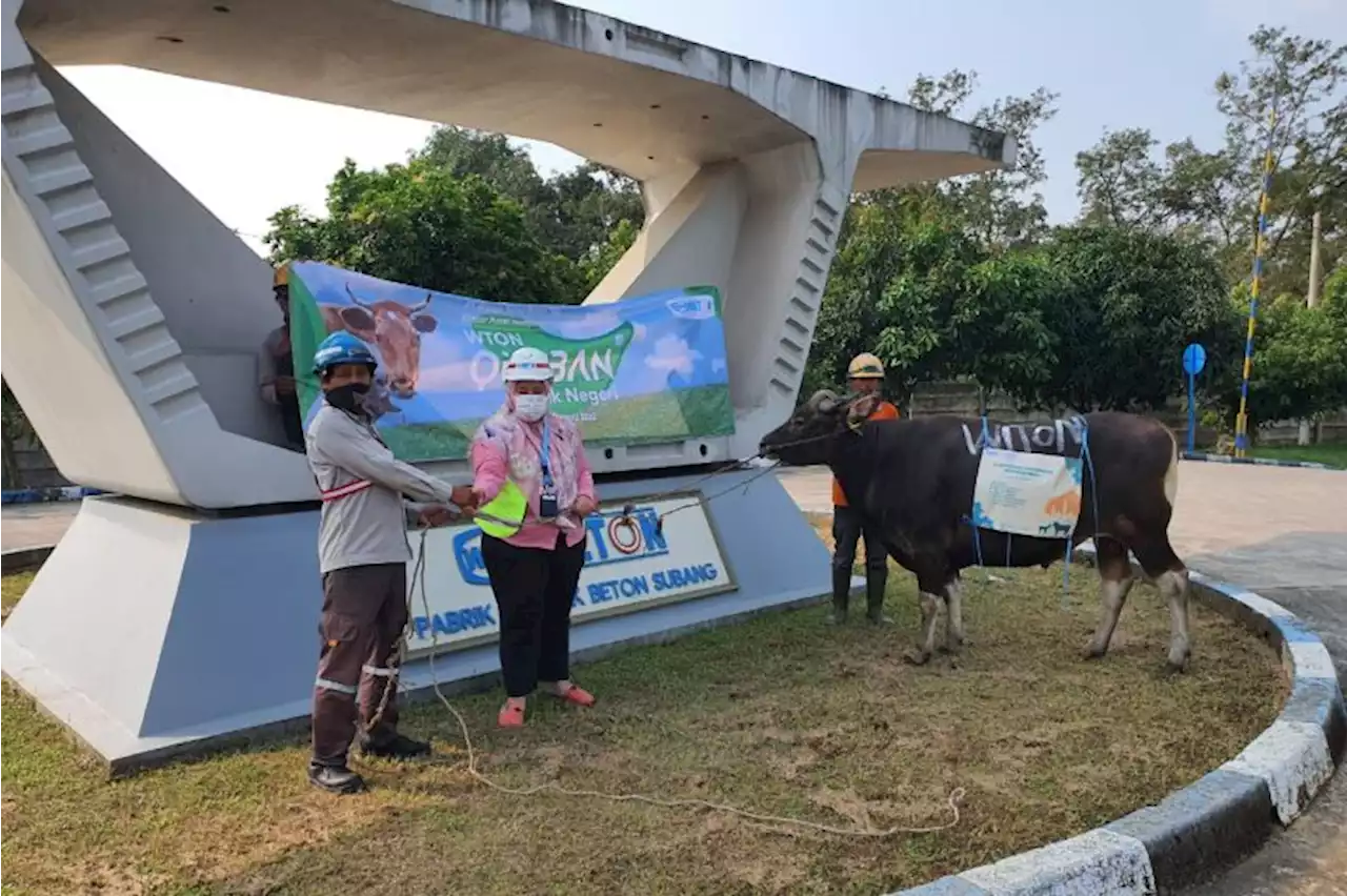 Peringati Idul Adha 1443H, WIKA Group salurkan 381 hewan qurban