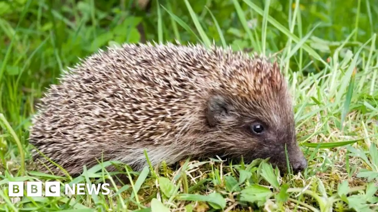 Leaving water for hedgehogs 'may save life' in hot spell