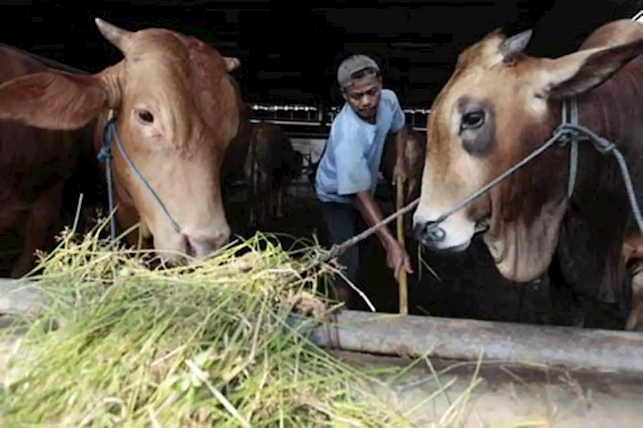 Begini Lho, Cara Pembagian Daging Kurban yang Benar | Kabar24 - Bisnis.com