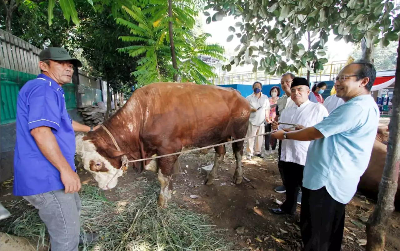 Iduladha 1443 H, Gereja Katedral Sumbang Sapi Kurban ke Masjid Istiqlal | Kabar24 - Bisnis.com