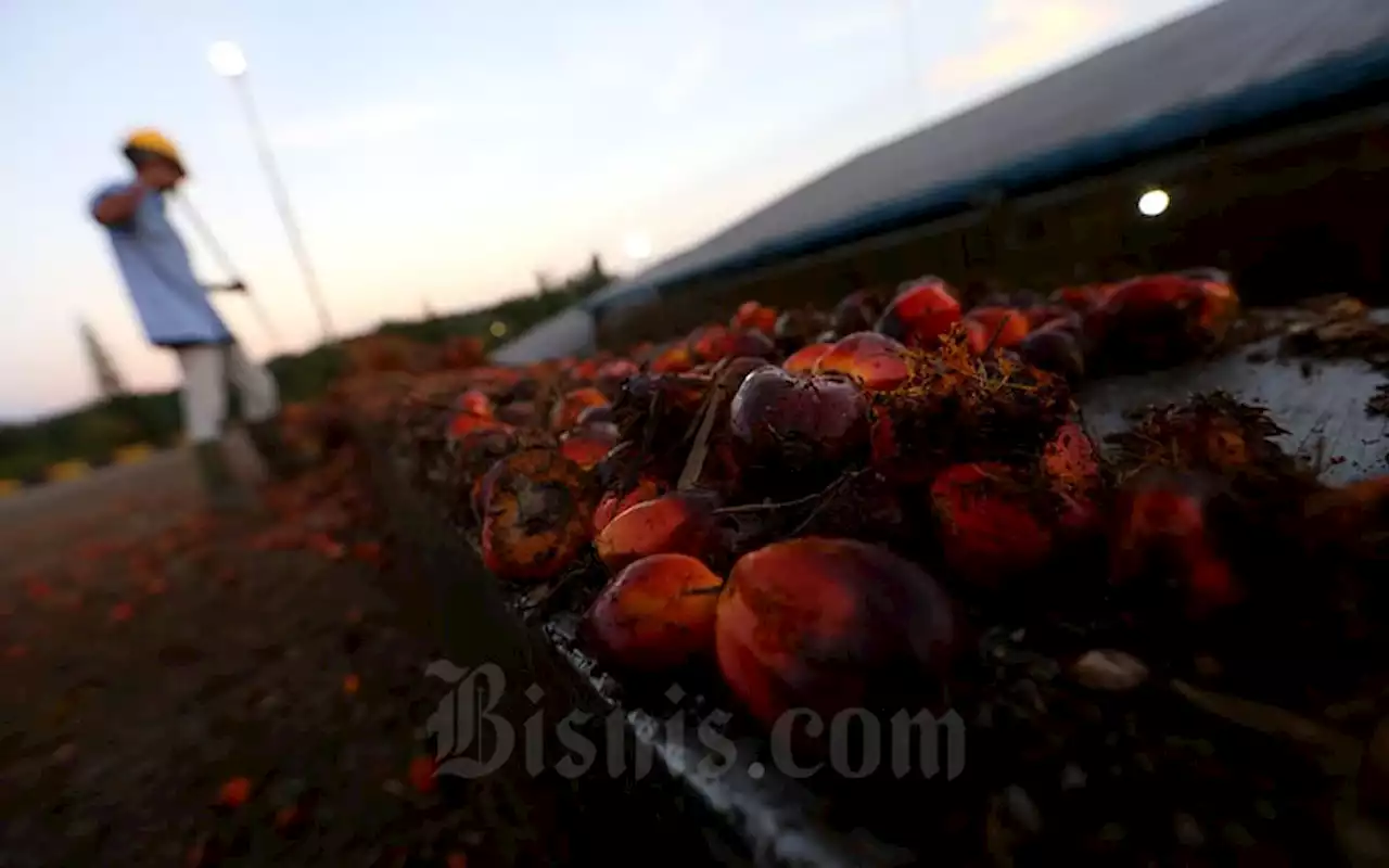 Sawit Petani Dibeli Rp720-Rp1.130 per Kg di Bengkulu, di Bawah Harga TBS dari Mendag | Ekonomi - Bisnis.com