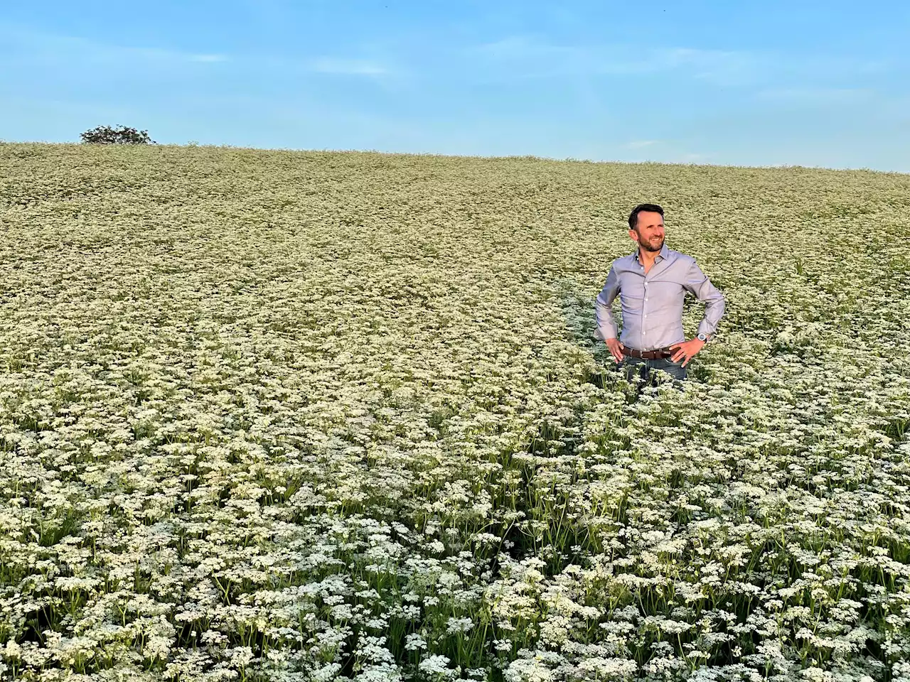 Gewagtes Experiment: Bio-Kümmel aus Bayern