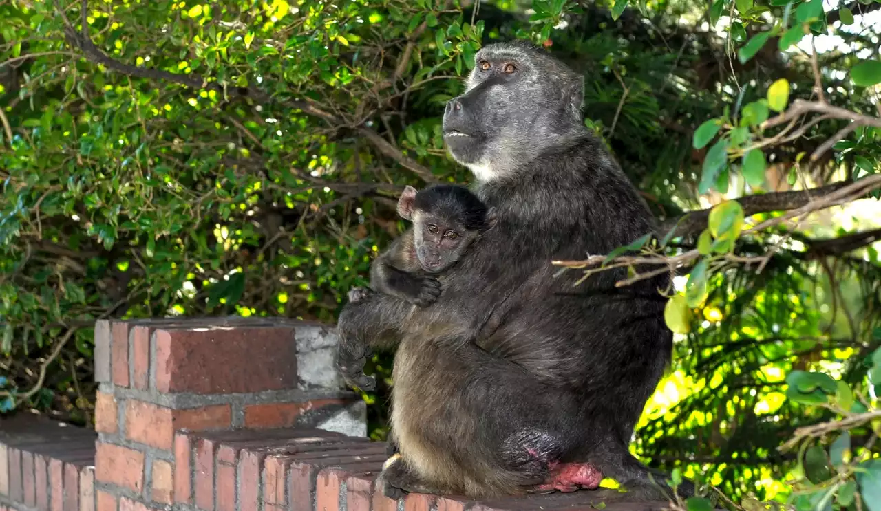 CAPE CHACMA OP-ED: How Simon’s Town is trying to solve the baboon-human dilemma