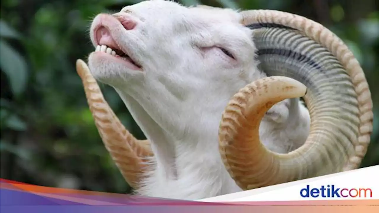 Wanti-wanti Dokter Soal Torpedo Kambing dan Mitos Pendongkrak Libido