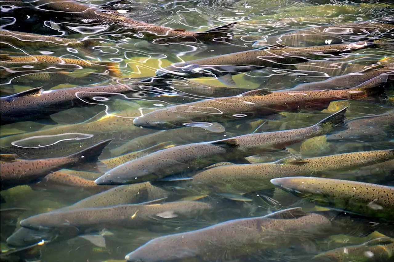 Salmon Find Safety In Numbers