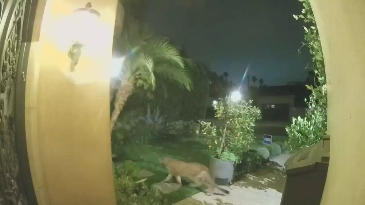 Mountain lion spotted in Brentwood