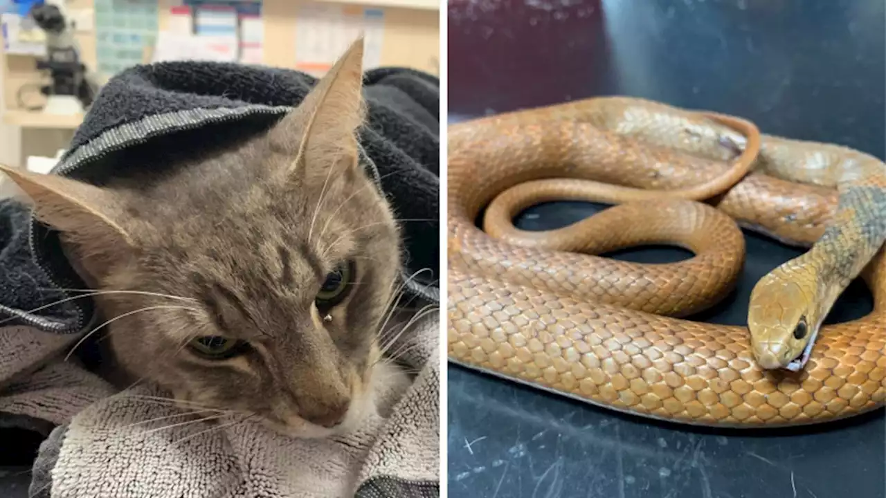 Cat Dies Defending Family from One of Australia’s Most Venomous Snakes