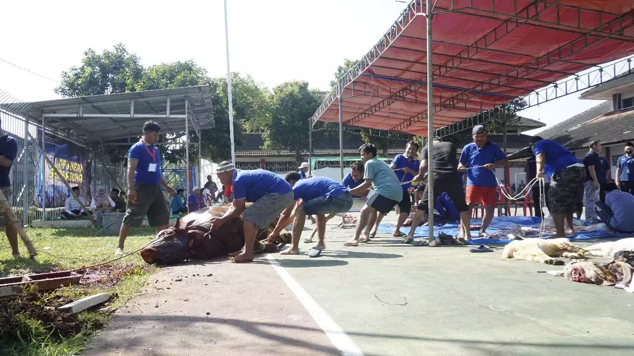 Napi Lapas Semarang Beriuran Sapi Kurban