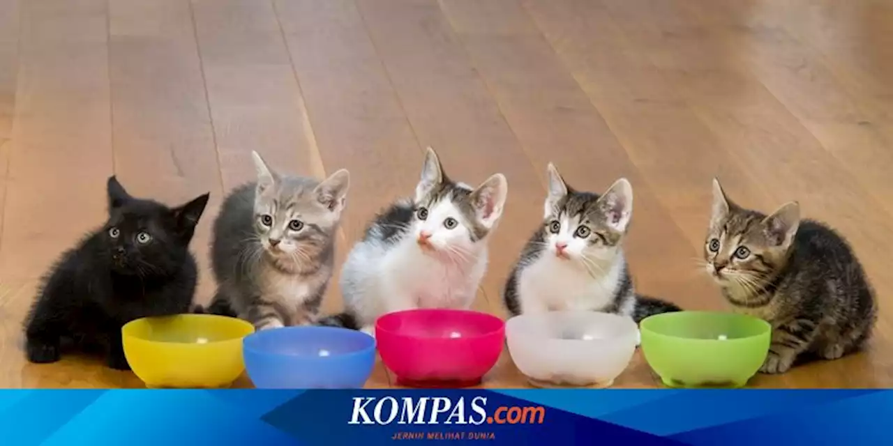 Bolehkah Anak Kucing Makan Makanan Kucing Dewasa?