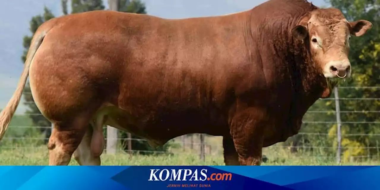 Mengenal Kualitas Sapi Limosin yang Kerap Dijadikan Hewan Kurban