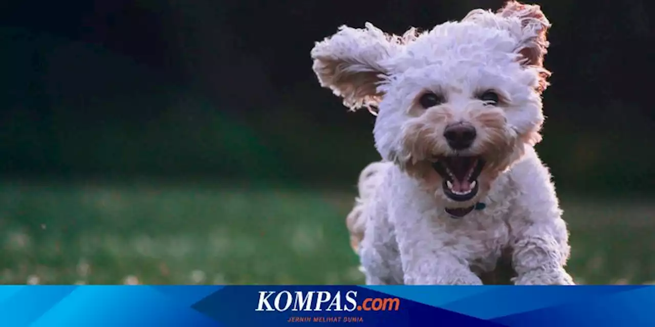 Penyebab, Tanda, dan Cara Mangatasi Anjing Peliharaan yang Hiperaktif