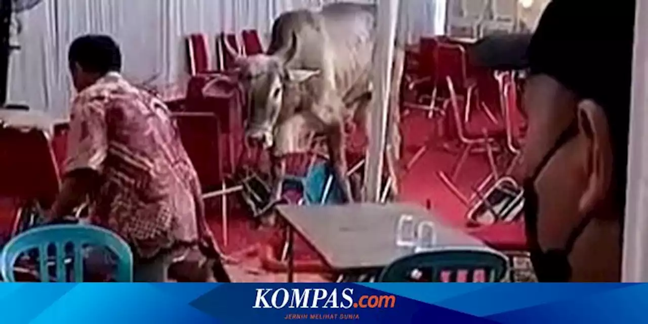 Sapi Kurban Mengamuk dan Masuk Tenda Resepsi Pernikahan Warga di Kalideres