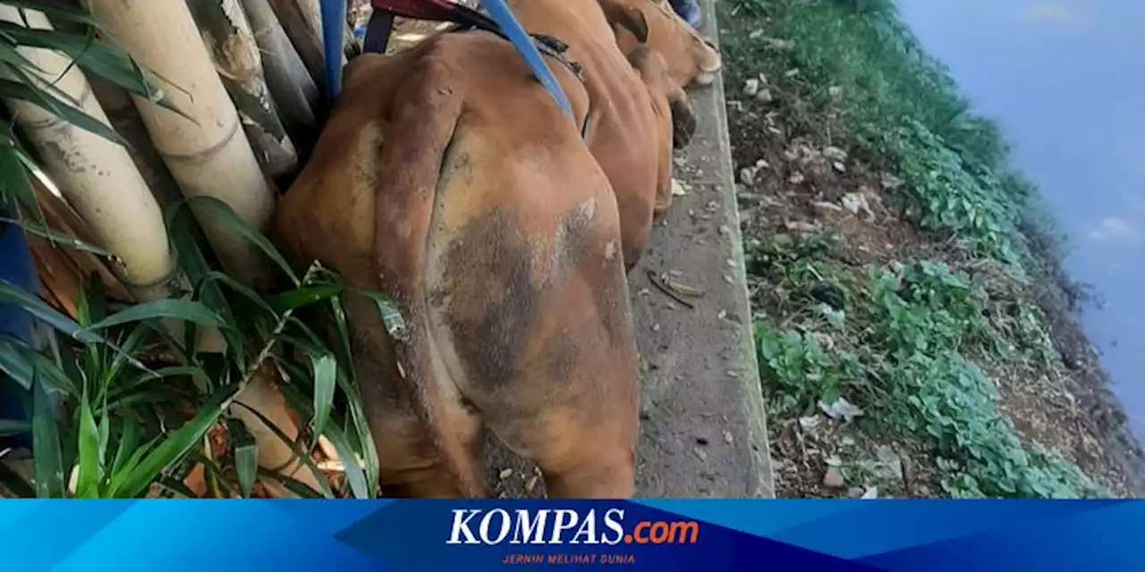 Sapi Kurban Mengamuk hingga Tercebur ke Cengkareng Drain