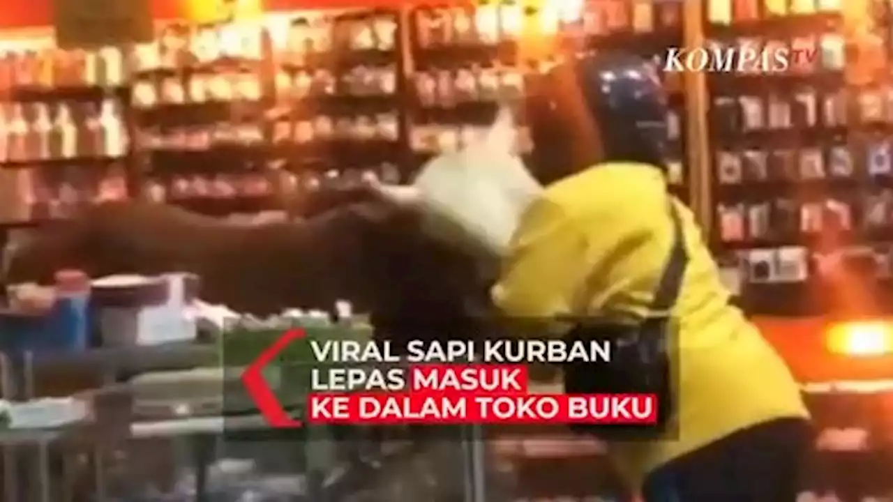 Viral Sapi Kurban Lepas Masuk ke Dalam Toko Buku di Kediri, Pegawai Panik Berhamburan