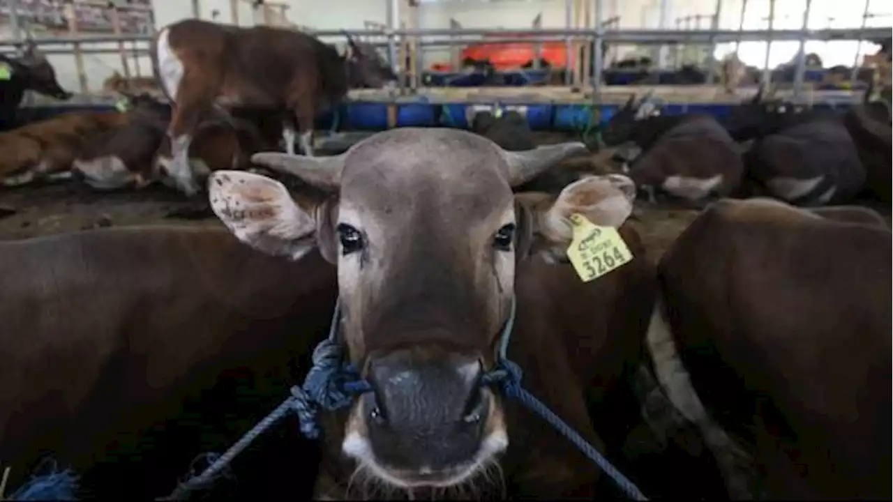 Stop! Limbah Rumen Hewan Kurban Jangan Dibuang Sembarangan, DLH Surabaya: Buang di TPS