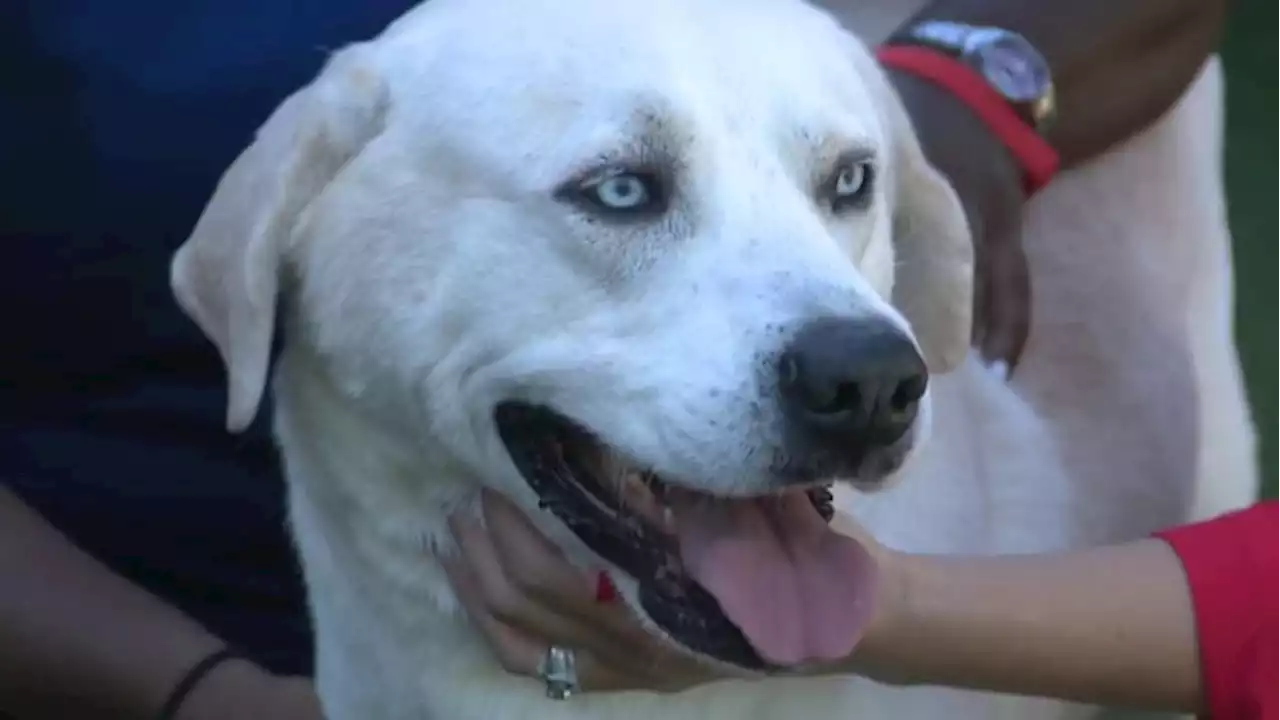 Heat safety for pets: Veterinarian discusses tips on how to keep pets cool during summer season