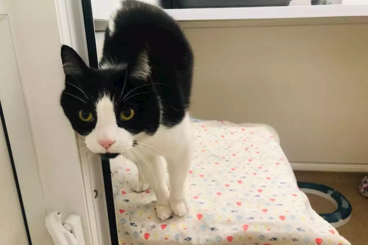 These are the cats and kittens currently up for adoption at RSPCA Leeds