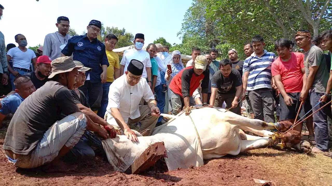 Anies Baswedan Sembelih Sendiri Sapi Kurban 1 Ton Miliknya di Lebak Bulus