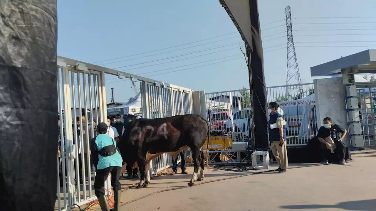 Anies Serahkan Sapi Kurban Bernomor 024 di JIS, Kode Nyapres?