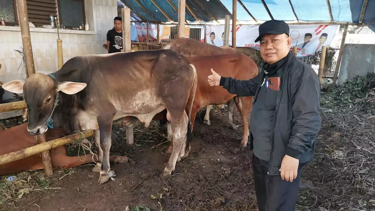 Harga Sapi Kurban di Idul Adha 2022 Melonjak, Ini Alasannya