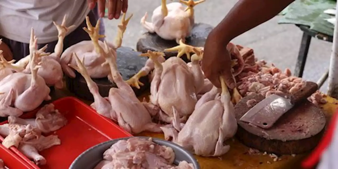 Harga Ayam DKI Naik Lagi di Iduladha, Tertinggi Rp 55.000/Ekor di Pasar Pondok Labu | merdeka.com