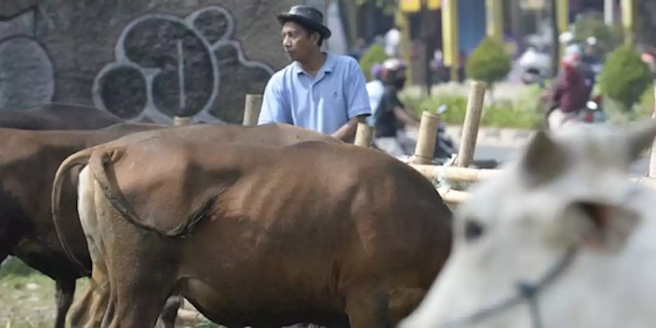 Penjual Hewan Kurban DKI Laris Manis di Iduladha 2022 Meski Dibayangi Wabah PMK | merdeka.com