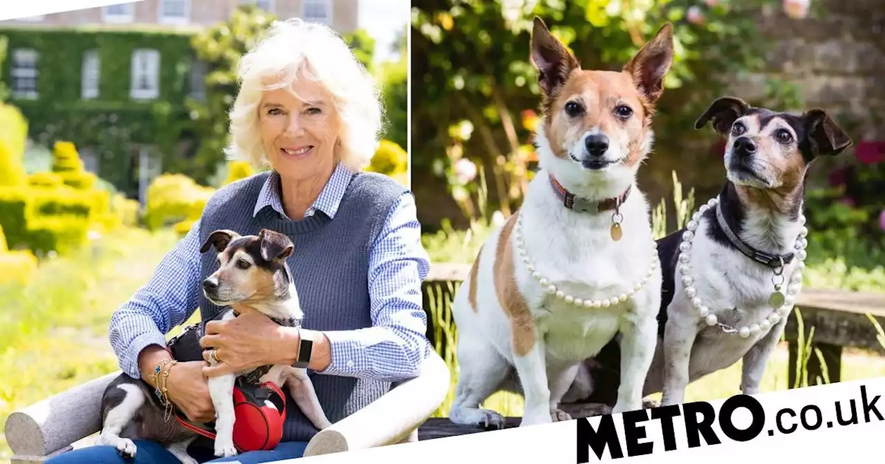 Kate takes picture of Camilla’s Jack Russells wearing her pearl necklaces