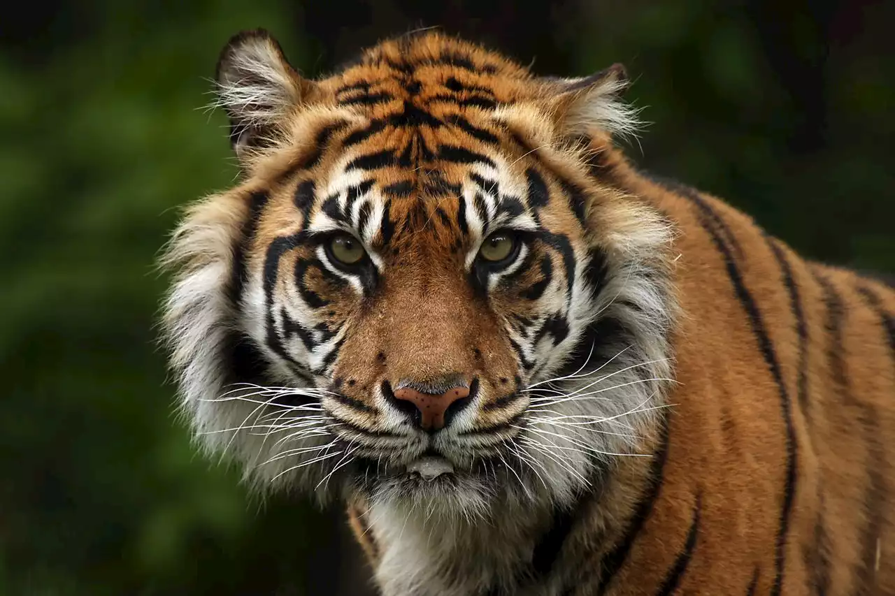 2 endangered Sumatran tigers born at Oklahoma City zoo