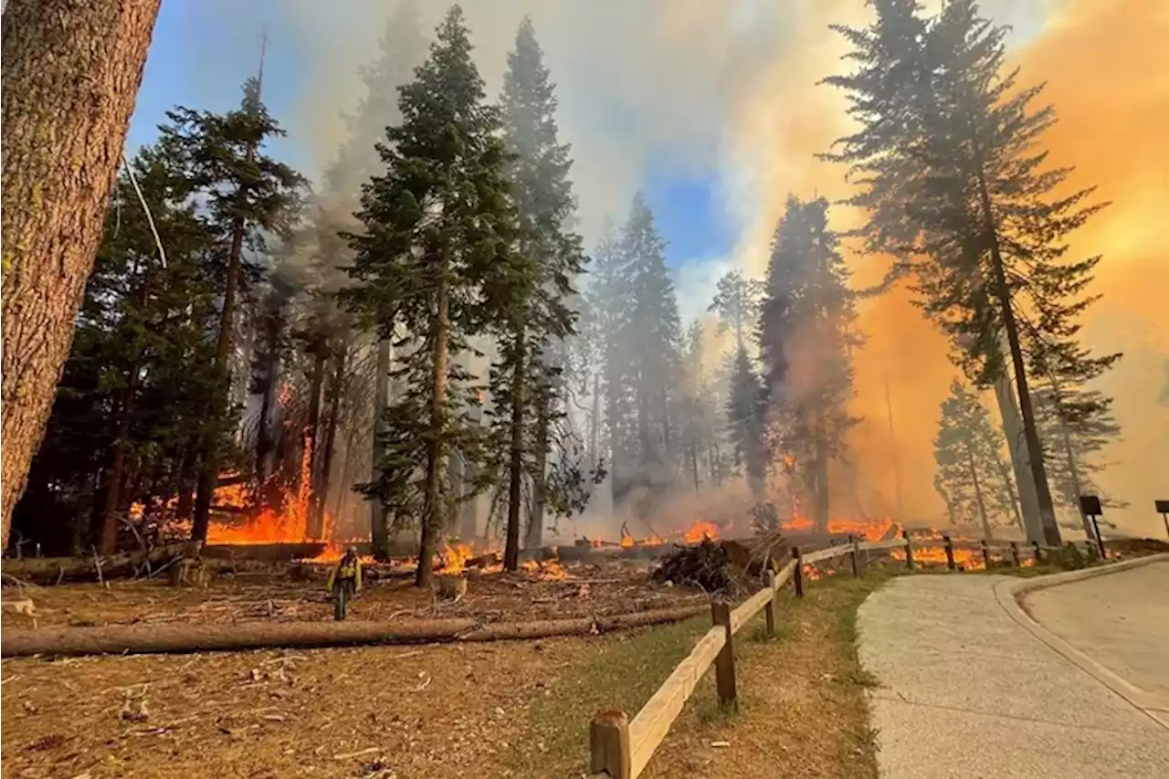 Out-of-control Yosemite fire threatens iconic giant sequoias in Mariposa Grove