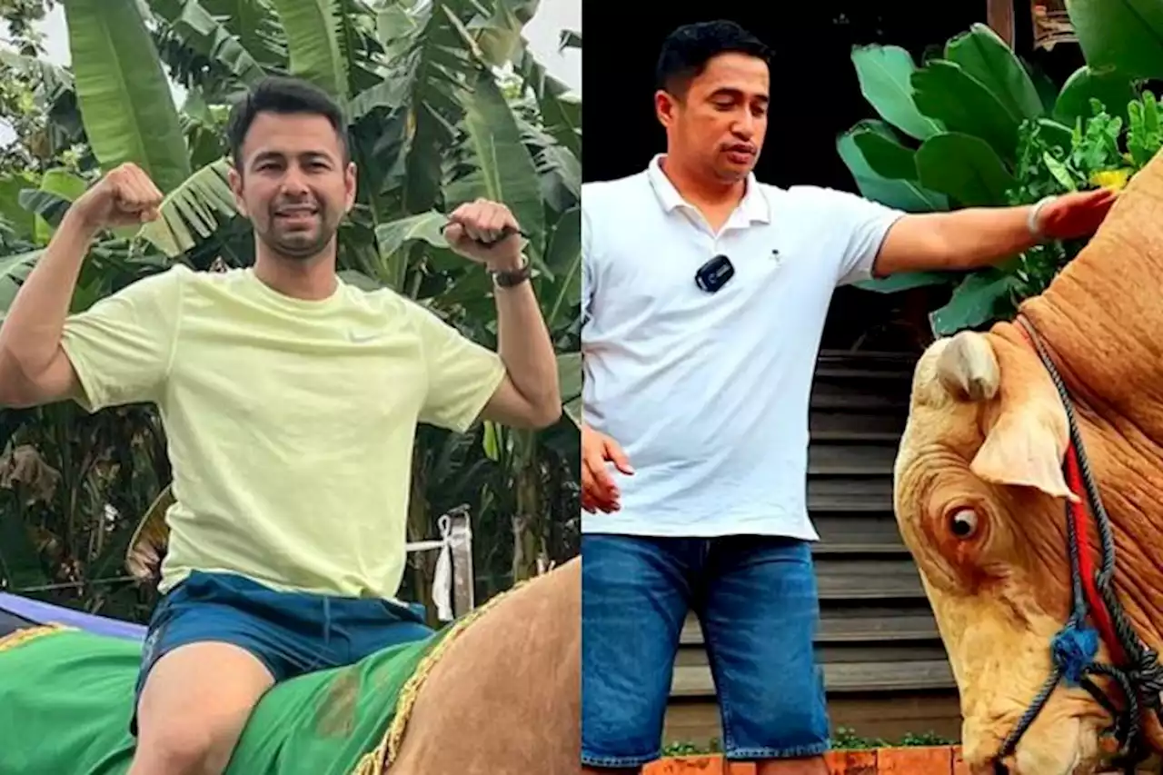 Deretan Hewan Kurban Milik Artis, Sapi Milik Irfan Hakim Jadi Sapi Terberat se-Indonesia? - Pikiran-Rakyat.com