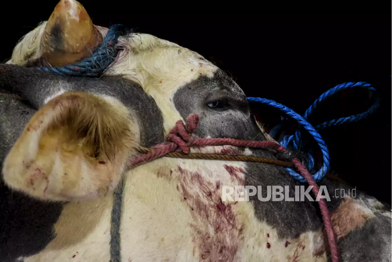 Peternak Bersyukur Harga Sapi Kurban Tetap Naik di Momen Idul Adha |Republika Online