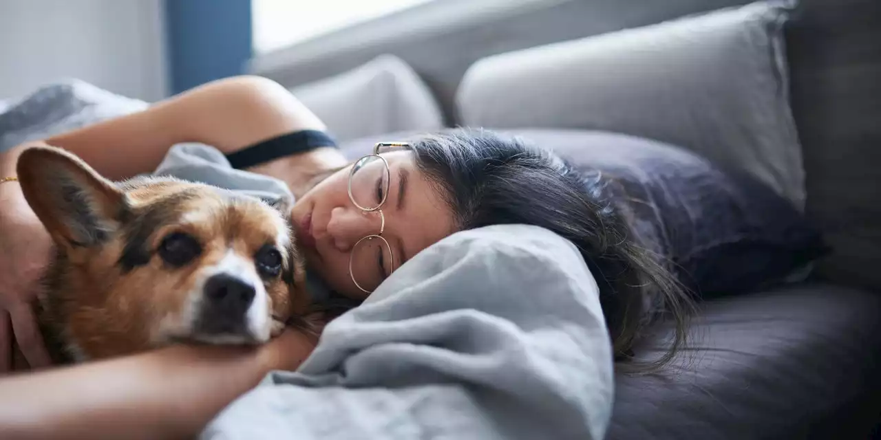 Is It Really That Bad If I Let My Pet Sleep in My Bed?