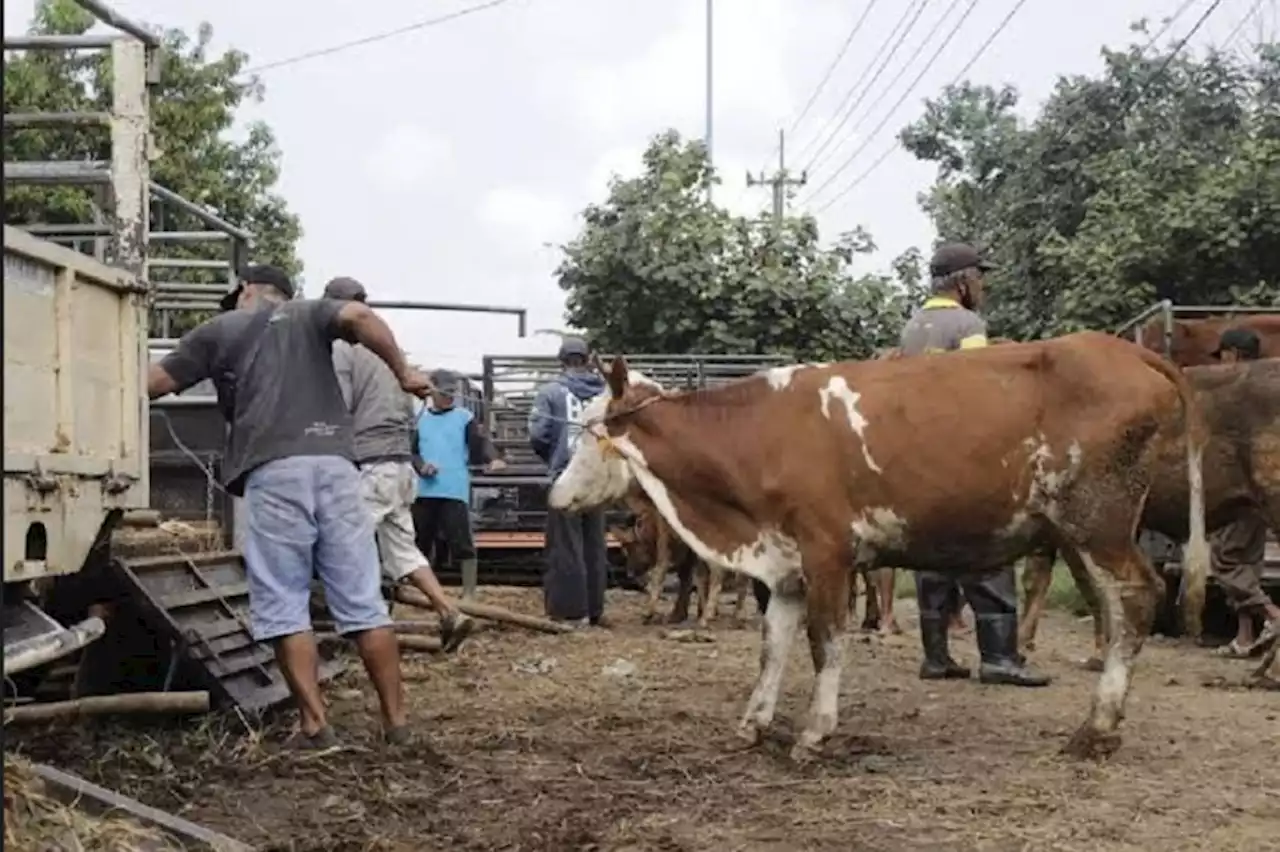 Pemprov Sumatera Selatan Bagikan 100 Hewan Kurban kepada Masyarakat