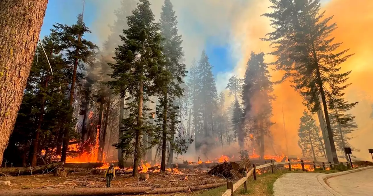 Grove of giant sequoias threatened by California wildfire