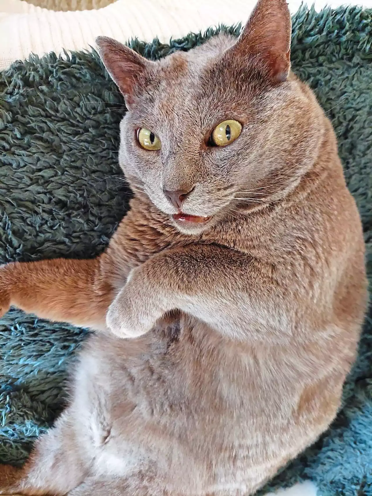When a hunter cat loses his will to kill