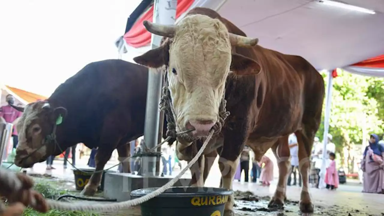 Ini Sapi Kurban Jokowi untuk Masjid Istiqlal