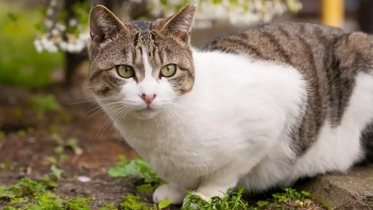 Cat Internally Debates Whether Or Not To Rip Head Off Smaller Creature It Just Met