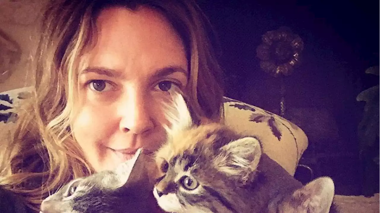 Celebrities With Cats -- Picture Purrfect!