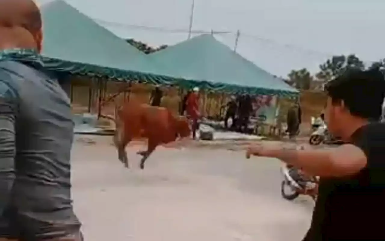 Suasana gempar lembu korban tiba-tiba mengamuk