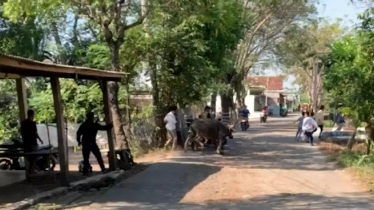 Seekor Kerbau Ngamuk Saat Hendak Disembelih, Seruduk 4 Orang