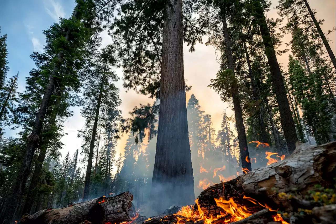 Yosemite wildfire threatens over 500 giant sequoias in Mariposa Grove