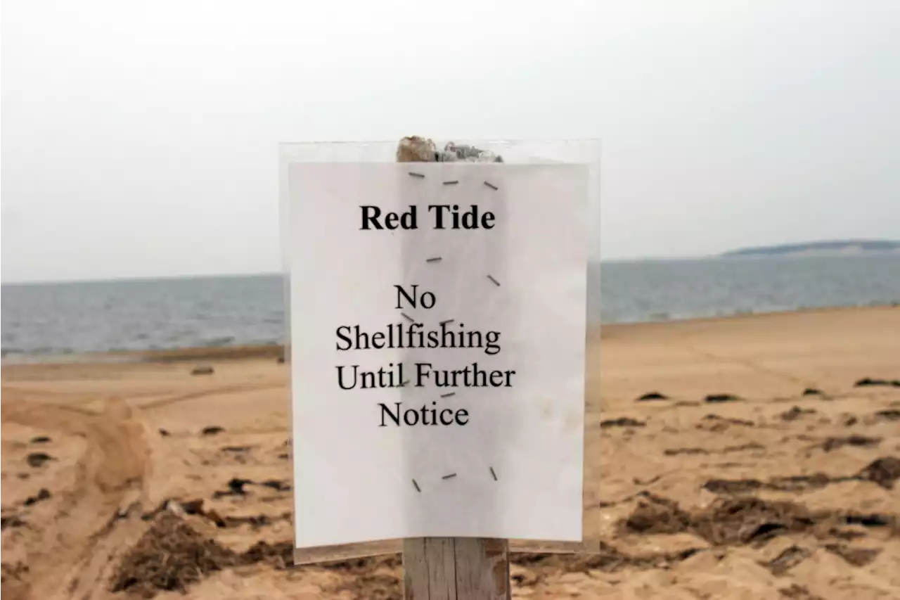 North Shore restaurants breath sigh of relief as some red tide restrictions are lifted