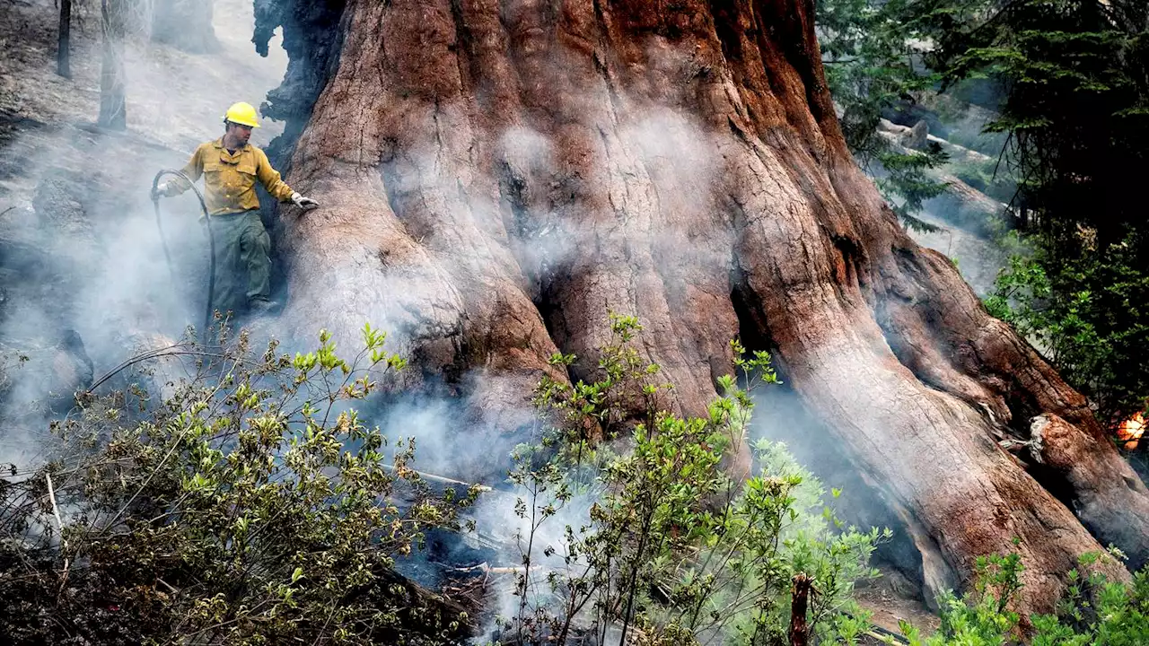 Yosemite wildfire threatens grove of iconic sequoia trees