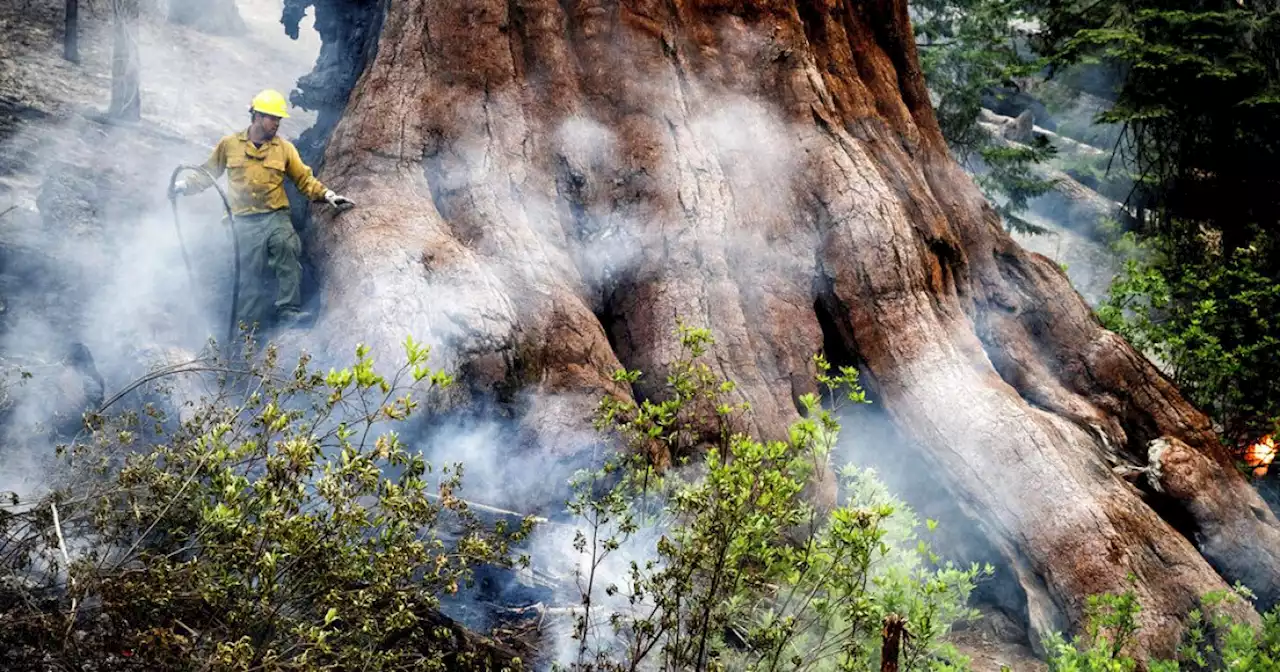 3,000-year-old tree among those threatened by Yosemite wildfire