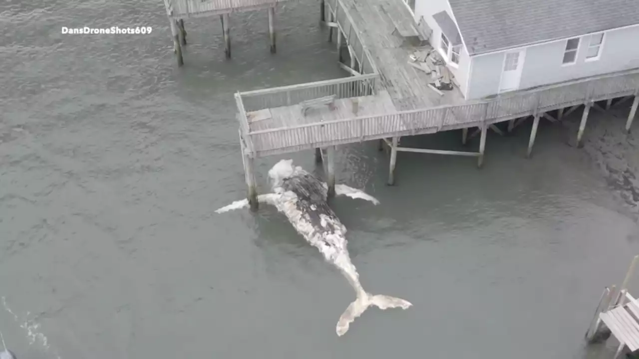 Dead 25-foot humpback whale washes up in North Wildwood, NJ