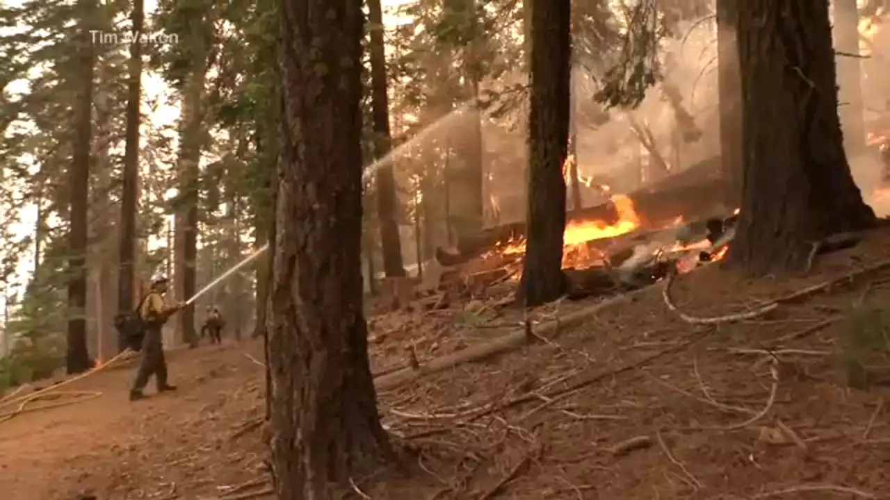 Yosemite fire grows as crews work to protect iconic sequoia trees